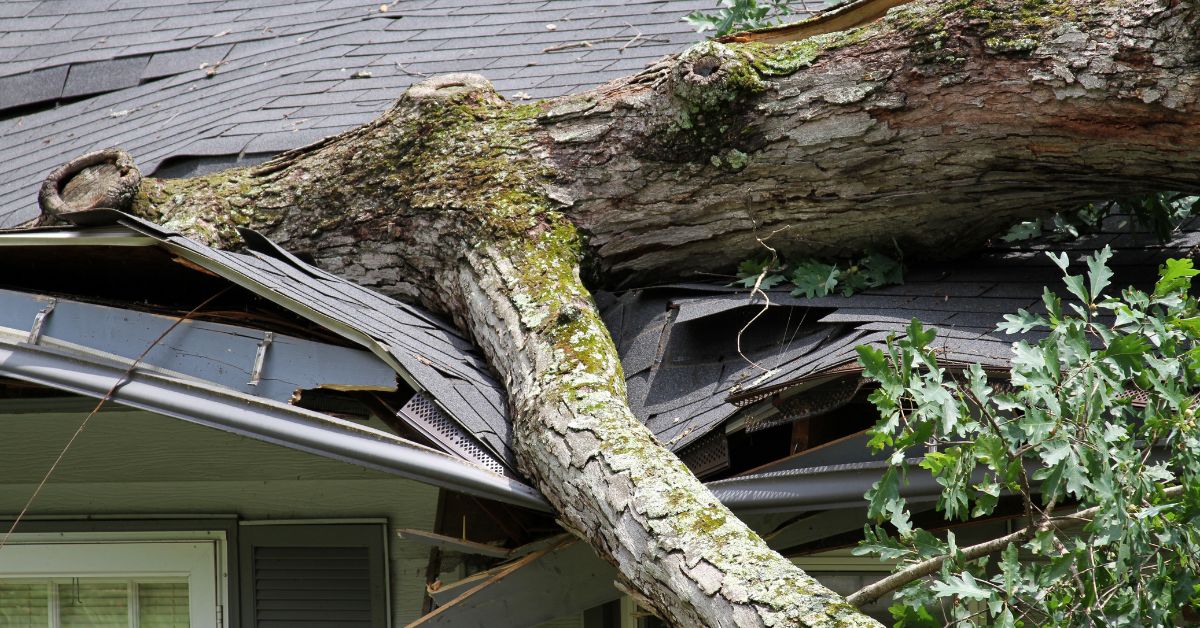 Big tree trunk fell through roof after hurricane