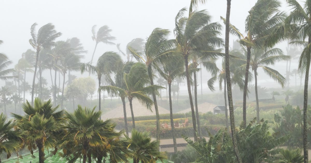 Palm trees bending from strong wind and rain